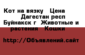 Кот на вязку › Цена ­ 1 500 - Дагестан респ., Буйнакск г. Животные и растения » Кошки   